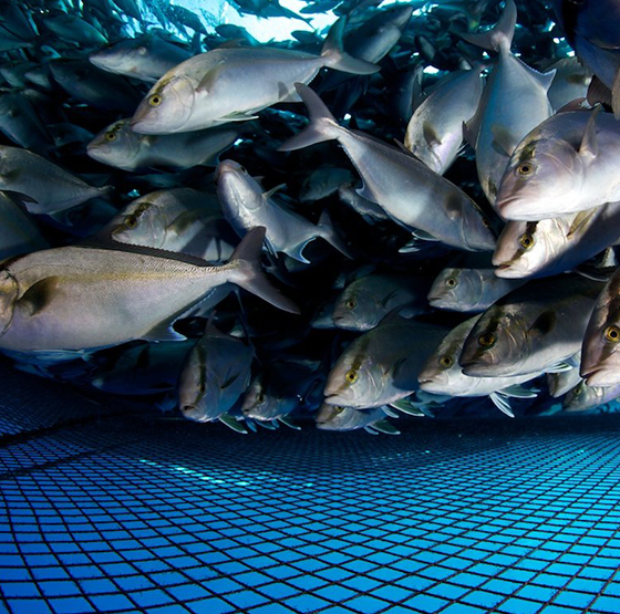 PSA 산소 발생기 응용